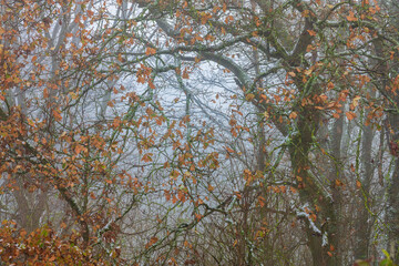 Nebel bei Frost im November, im Wald bei Eichen noch Laub am Baum