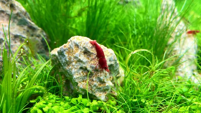 London, UK, November 24th 2025:A red cherry shrimp climbing down an aquarium rock and looking for food. Concept for fish keeping, aquarium tank and hobby. Static shot, 4K.