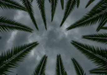 Obraz premium Palm leaves framing a cloudy sky. The leaves create a natural frame around the dramatic sky