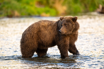 Fototapeta premium Alaskan brown bear searching for salmon in Brooks River at sunrise