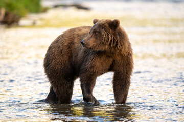 Alaskan brown bear searching for salmon in Brooks River at sunrise