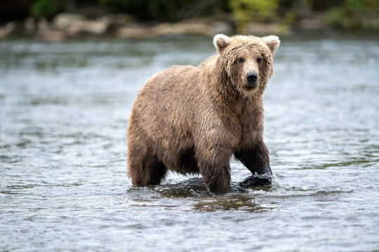 Alaskan brown bear standing in Brooks River