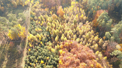 Colorful autumn leaves in panoramic forest view