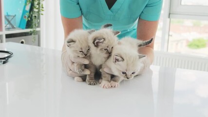 Three White Kittens In The Hands Of A Veterinarian For A Check-Up At A Vet Clinic