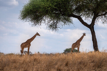 Two girraffes standing in the african savanna with a tree in the foreground 