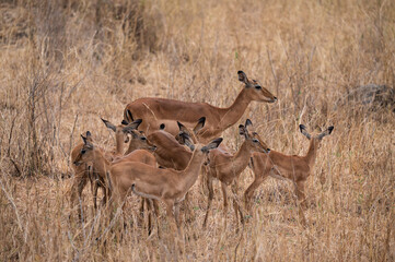 Impala antelope mother with her offspring in the african savanna