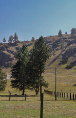Naklejka premium Lone pine trees and wooden fence on sunny hillside landscape