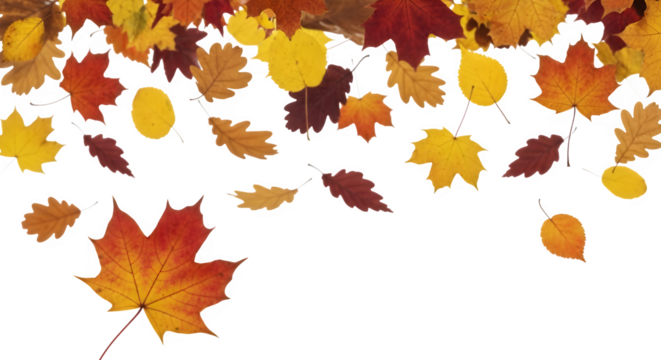 Vibrant autumn leaves falling and scattered, showcasing seasonal colors, isolated on transparent background
