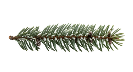 Fresh green spruce branch with tiny pinecones, ideal for holiday and nature themes, isolated on transparent background
