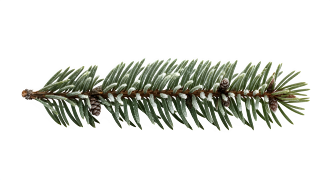 Fresh green spruce branch with tiny pinecones, ideal for holiday and nature themes, isolated on transparent background