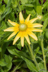 (Rudbeckia hirta) Black-eyed Susan, cultivar 'Prairie sun'. Flowers daisies-like, rays golden yellow edged with bright yellow, which bloom in simple collars around a green center
