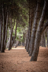 Pine trees creating a path in a natural forest, environment with dry needles on the ground. Pineto, Abruzzo, Italy