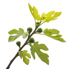 Fig branch with unripe fruits