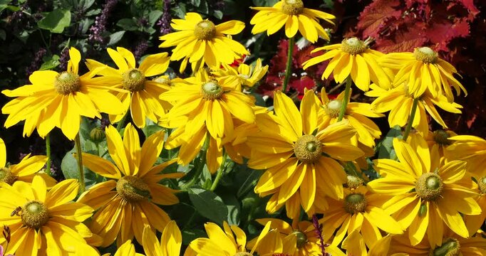 (Rudbeckia hirta) Black-eyed Susan 'Green eyes' Yellow blooms with a striking green center that bloom in summer, great pollinator attractor
