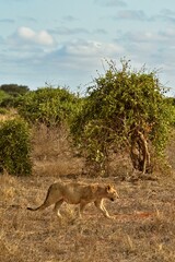 Lioness Exploring the African National Park. Tsavo East, Kenya