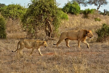 Movie Safari Moment: Two Lions Walking in the African Savannah Showcasing Natural Behavior and Raw Wilderness.