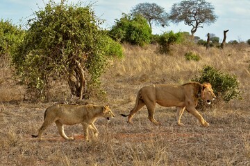 Lion and Lioness Walking in the African Savannah. Up-close captured in cinematic detail.