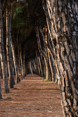 Pine trees creating an avenue of golden light and shadow along a tranquil path covered in fallen needles, evoking woodland serenity in Pineto, Abruzzo, Italy