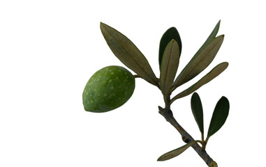 Single Green Olive on Branch with Leaves on White Background