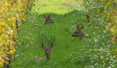 three roe deer (capreolus capreolus) are resting in tall grass surrounded by a vineyard © Flowal93