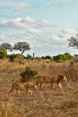 Lion and Lioness in the Savannah Captured in Cinematic Detail