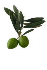 Two Green Olives on Branch on White Background