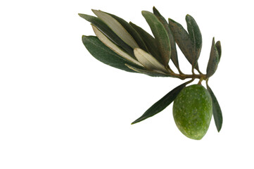 Mediterranean Olive Still Life pure white background