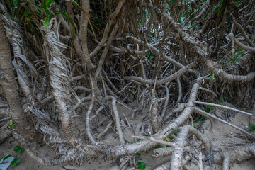 Pandanus odorifer - Screw Pine