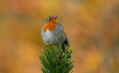 an european robin (erithacus rubecula) is sitting on a pine branch with an orange autumn background