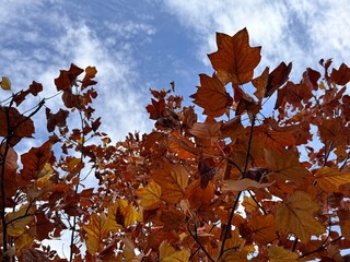 Liriodendron tulipifera (tulip tree) autumn foliage in Eskişehir Botanical Park, Turkey. Golden-orange leaves illuminated by sunlight create a vivid seasonal canopy and natural pattern.