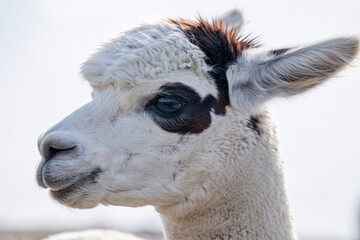 Fototapeta premium Close up portrait of a beautiful white alpaca with brown markings on its face