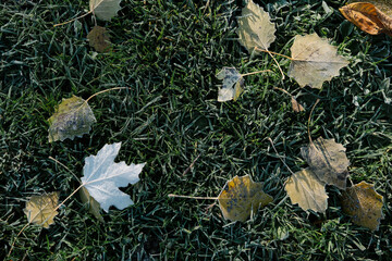 Leaves grass frost autumn fallen leaf cold morning scene with scattered maple and sycamore leaves on frozen lawn showing texture detail of seasonal outdoor ground