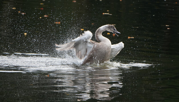a gray mute swan (cygnus olor) cygnet is splashing water while landing on the dark pond