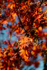 red leaves