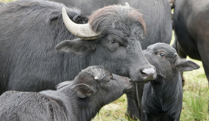 a close up portrait of a water buffalo mother with her two small, cuddly calves