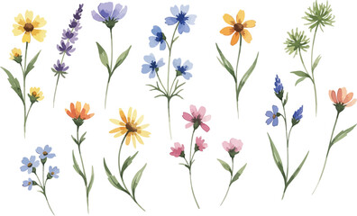Watercolor painting of various flowers including lavender daisy and cornflower on white background