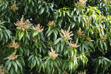 Fototapeta premium Flowers of Mango (Mangifera indica) Anacardiaceae family- Fortaleza – Ceará, Brazil. 