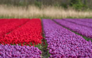 Vibrant red and purple tulips fields in blossom