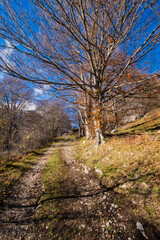 Forest path winding through bare trees under a clear blue sky, capturing the essence of autumn and tranquil nature