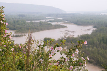 Flowers above Alaskan river