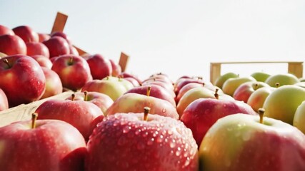 Freshly harvested apples glistening with dew in wooden crates under bright sunlight at a farm market - Powered by Adobe