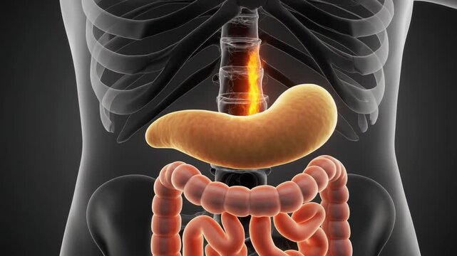 3D animation of the human digestive system with focus on the pancreas and intestines