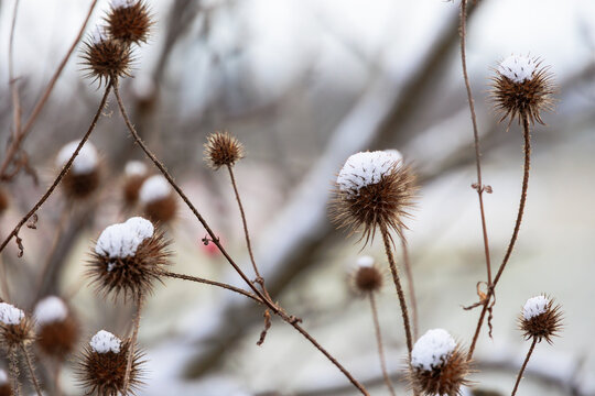 Snow covered dried seed heads in soft winter light Germany, Munich, 21 November 2025