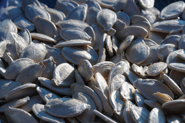 Many pumpkin seeds are dried naturally. Close-up photo.