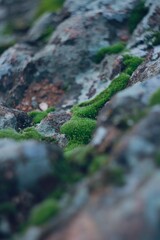 Green Moss Close-Up