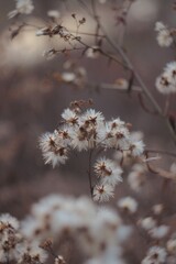 Dried Flowers Collection