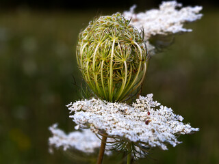A spherical flower of the wild carrot (Daucus carota) in the foreground with white flowers