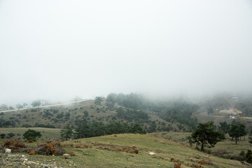 A misty rural hillside covered with light fog and pine trees. The soft daylight and subdued tones create a peaceful, minimal aesthetic.