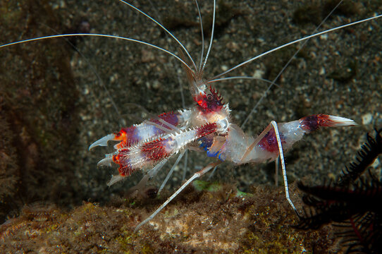 Colorful banded boxer shrimp on rocky Lembeh seabed in Indonesia