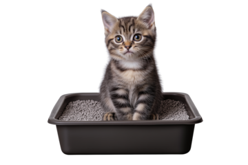 Pet Cat Resting in Litter Box Illustration Isolated on Transparent Background